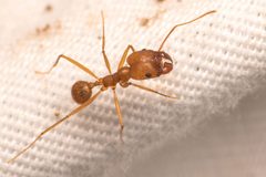 Pheidole vistana by (c) Trevor Van Loon, some rights reserved (CC BY), uploaded by Trevor Van Loon. Used under a CC-BY license.