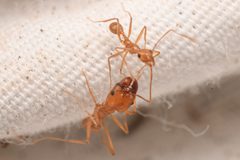 Pheidole vistana by (c) Trevor Van Loon, some rights reserved (CC BY), uploaded by Trevor Van Loon. Used under a CC-BY license.