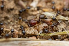 Pheidole xerophila by (c) Jake Nitta, some rights reserved (CC BY), uploaded by Jake Nitta. Used under a CC-BY license.