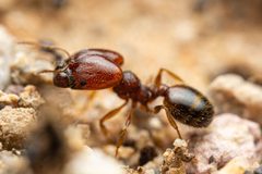 Pheidole xerophila by (c) Jake Nitta, some rights reserved (CC BY), uploaded by Jake Nitta. Used under a CC-BY license.