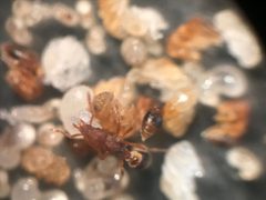 Strumigenys pilinasis by (c) Raven Dandridge, some rights reserved (CC BY), uploaded by Raven Dandridge. Used under a CC-BY license.