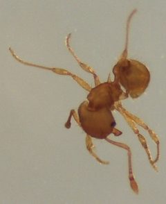 Wasmannia auropunctata by (c) aubrey_moore, some rights reserved (CC BY), uploaded by aubrey_moore. Used under a CC-BY license.