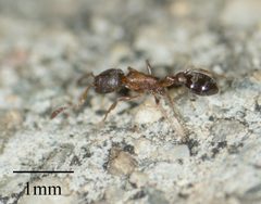 Cardiocondyla mauritanica by no rights reserved, uploaded by Jesse Rorabaugh. Used under a CC0 license.
