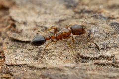 Cardiocondyla mauritanica by (c) Jake Nitta, some rights reserved (CC BY), uploaded by Jake Nitta. Used under a CC-BY license.