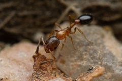 Cardiocondyla mauritanica by (c) Jake Nitta, some rights reserved (CC BY), uploaded by Jake Nitta. Used under a CC-BY license.