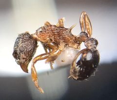 Myrmica pinetorum by (c) Raven Dandridge, some rights reserved (CC BY), uploaded by Raven Dandridge. Used under a CC-BY license.