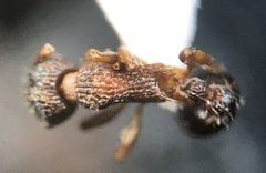 Myrmica pinetorum by (c) Raven Dandridge, some rights reserved (CC BY), uploaded by Raven Dandridge. Used under a CC-BY license.