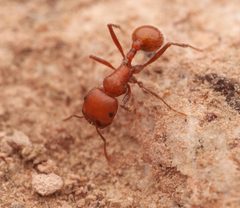 Pogonomyrmex tenuispinus by no rights reserved, uploaded by Philipp Hoenle. Used under a CC0 license.