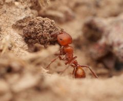 Pogonomyrmex tenuispinus by no rights reserved, uploaded by Philipp Hoenle. Used under a CC0 license.