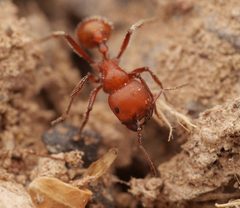 Pogonomyrmex tenuispinus by no rights reserved, uploaded by Philipp Hoenle. Used under a CC0 license.
