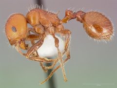 Pogonomyrmex tenuispinus by (c) The photographer and www.AntWeb.org, some rights reserved (CC BY). Used under a CC-BY license.