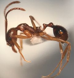 Aphaenogaster carolinensis by (c) Raven Dandridge, some rights reserved (CC BY), uploaded by Raven Dandridge. Used under a CC-BY license.
