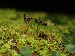 Aphaenogaster by no rights reserved, uploaded by Philipp Hoenle. Used under a CC0 license.