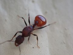 Aphaenogaster lamellidens by (c) Cole Shoemaker, some rights reserved (CC BY), uploaded by Cole Shoemaker. Used under a CC-BY license.