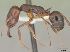Odontomachus relictus by (c) 
April Nobile, some rights reserved (CC BY). Used under a CC-BY license.