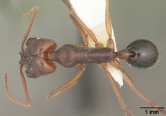 Odontomachus relictus by (c) 
April Nobile, some rights reserved (CC BY). Used under a CC-BY license.
