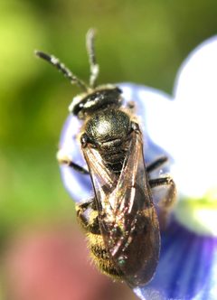 Lasioglossum bruneri by (c) James Kindt, some rights reserved (CC BY), uploaded by James Kindt. Used under a CC-BY license.