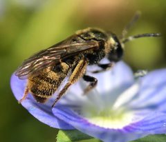 Lasioglossum bruneri by (c) James Kindt, some rights reserved (CC BY), uploaded by James Kindt. Used under a CC-BY license.