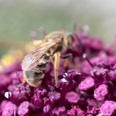 Lasioglossum cinctipes by (c) Michelle Orcutt, some rights reserved (CC BY), uploaded by Michelle Orcutt. Used under a CC-BY license.