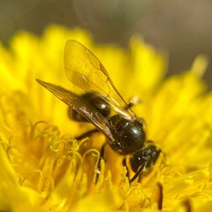 Lasioglossum cinctipes by (c) Michelle Orcutt, some rights reserved (CC BY), uploaded by Michelle Orcutt. Used under a CC-BY license.