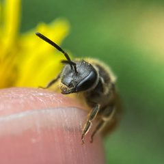 Lasioglossum cinctipes by (c) Michelle Orcutt, some rights reserved (CC BY), uploaded by Michelle Orcutt. Used under a CC-BY license.