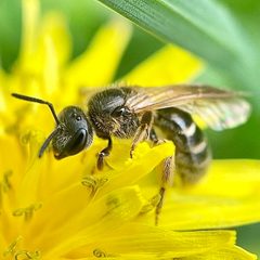 Lasioglossum cinctipes by (c) Michelle Orcutt, some rights reserved (CC BY), uploaded by Michelle Orcutt. Used under a CC-BY license.