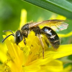 Lasioglossum cinctipes by (c) Michelle Orcutt, some rights reserved (CC BY), uploaded by Michelle Orcutt. Used under a CC-BY license.
