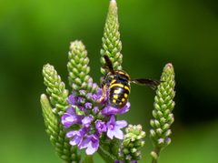 Anthidiellum notatum by (c) threelark, some rights reserved (CC BY), uploaded by threelark. Used under a CC-BY license.