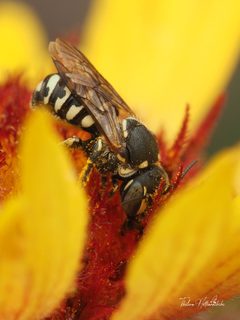 Dianthidium pudicum by (c) Thilina Hettiarachchi, some rights reserved (CC BY), uploaded by Thilina Hettiarachchi. Used under a CC-BY license.