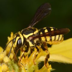 Paranthidium jugatorium lepidum by (c) skitterbug, some rights reserved (CC BY), uploaded by skitterbug. Used under a CC-BY license.