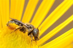 Osmia by (c) Anja J., some rights reserved (CC BY), uploaded by Anja J.. Used under a CC-BY license.