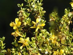 Hesperapis larreae by (c) Kevin Floyd, some rights reserved (CC BY), uploaded by Kevin Floyd. Used under a CC-BY license.