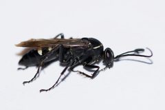 Episyron quinquenotatus by (c) Owen Strickland, some rights reserved (CC BY), uploaded by Owen Strickland. Used under a CC-BY license.