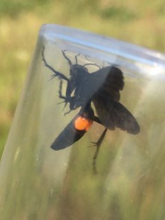 Anoplius semicinctus by (c) Mathew* Zappa, some rights reserved (CC BY), uploaded by Mathew* Zappa. Used under a CC-BY license.