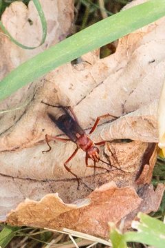 Tachypompilus ferrugineus annexus by (c) Victor Engel, some rights reserved (CC BY), uploaded by Victor Engel. Used under a CC-BY license.
