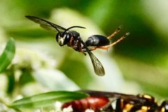Sphecinae by (c) Louise Woodrich, some rights reserved (CC BY), uploaded by Louise Woodrich. Used under a CC-BY license.