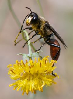 Sphecinae by (c) Jonathan Eisen, some rights reserved (CC BY), uploaded by Jonathan Eisen. Used under a CC-BY license.