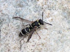 Parancistrocerus bicornis by (c) Katja Schulz, some rights reserved (CC BY), uploaded by Katja Schulz. Used under a CC-BY license.
