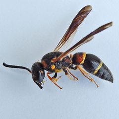 Parancistrocerus histrio by (c) Bill Keim, some rights reserved (CC BY). Used under a CC-BY license.