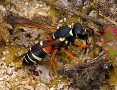 Pseudepipona herrichii by (c) Ian Ballam, some rights reserved (CC BY), uploaded by Ian Ballam. Used under a CC-BY license.