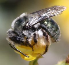 Andrena impolita by (c) Even Dankowicz, some rights reserved (CC BY), uploaded by Even Dankowicz. Used under a CC-BY license.