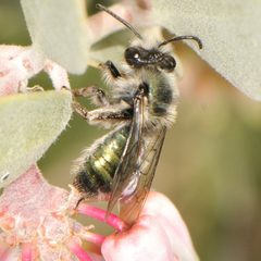 Andrena impolita by (c) Elliott Gordon, some rights reserved (CC BY), uploaded by Elliott Gordon. Used under a CC-BY license.