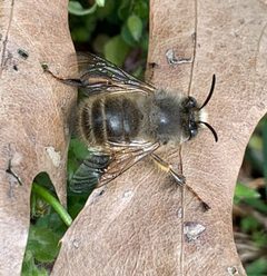 Anthophora villosula by (c) Carrie Seltzer, some rights reserved (CC BY), uploaded by Carrie Seltzer. Used under a CC-BY license.