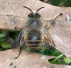 Anthophora villosula by (c) Carrie Seltzer, some rights reserved (CC BY), uploaded by Carrie Seltzer. Used under a CC-BY license.