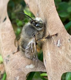 Anthophora villosula by (c) Carrie Seltzer, some rights reserved (CC BY), uploaded by Carrie Seltzer. Used under a CC-BY license.