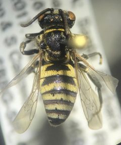 Triepeolus utahensis by (c) Kylie Etter, alguns direitos reservados (CC BY), carregado por Kylie Etter. Used under a CC-BY license.