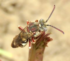 Nomada crotchii by no rights reserved, uploaded by Steve Wells. Used under a CC0 license.