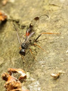 Pristaulacus strangaliae by (c) Katja Schulz, some rights reserved (CC BY), uploaded by Katja Schulz. Used under a CC-BY license.
