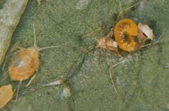Diaeretiella by (c) Whitney Cranshaw, Colorado State University, Bugwood.org, some rights reserved (CC BY). Used under a CC-BY license.