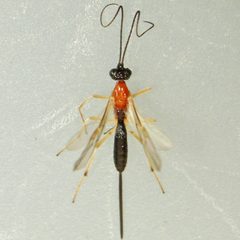 Charmon cruentatus by (c) Bill Keim, some rights reserved (CC BY). Used under a CC-BY license.